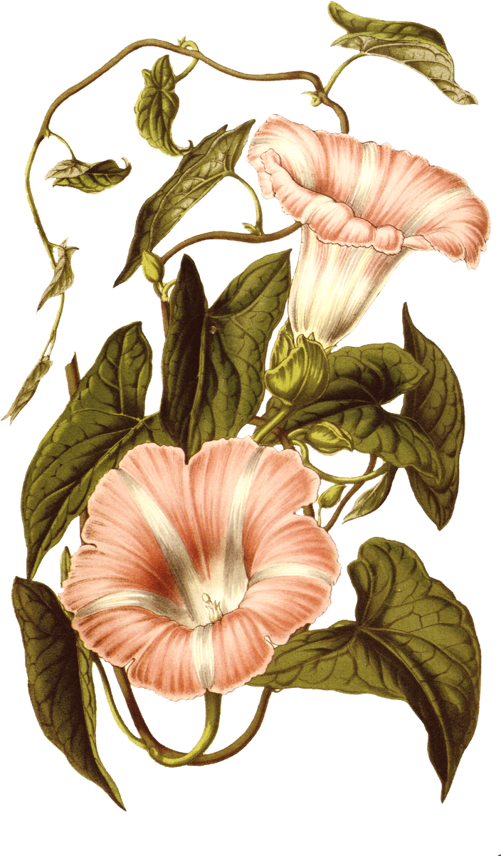 Floral Plant Illustration